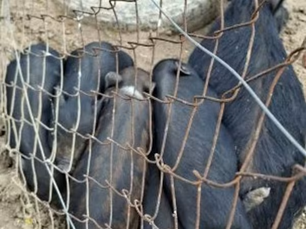 Cinghiale, Вьетнамская вислобрюхая
