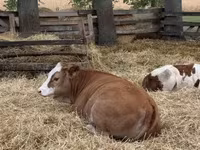گاو ماده, Simmental cattle — عکس 2
