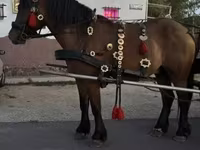 Kuda jantan, Horses — foto 3