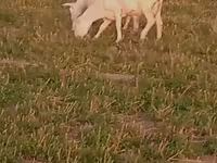 แพะตัวผู้, Alpine goat — รูปภาพ 5