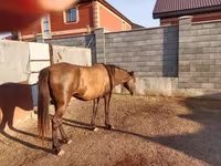 اسب نر, Kazakh horse — عکس 2