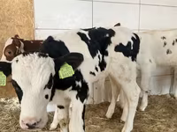 황소, Simmental cattle — 사진 2