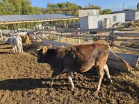 Krava, Swiss cattle — foto 2