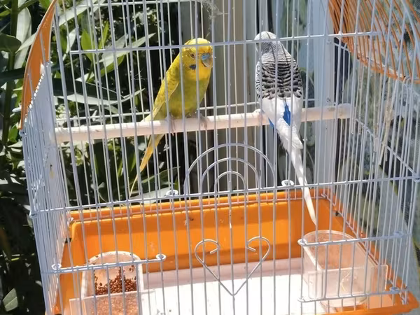 Watsap elaqe qwfes qarisiq 45 cutler Bülbül qəfəsi və 2 dalğıç (büdcə