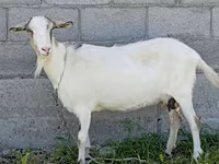 Kambing betina, Goats — foto 2