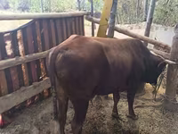 Banteng, Cattle — foto 2