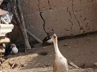 Geese — عکس 4