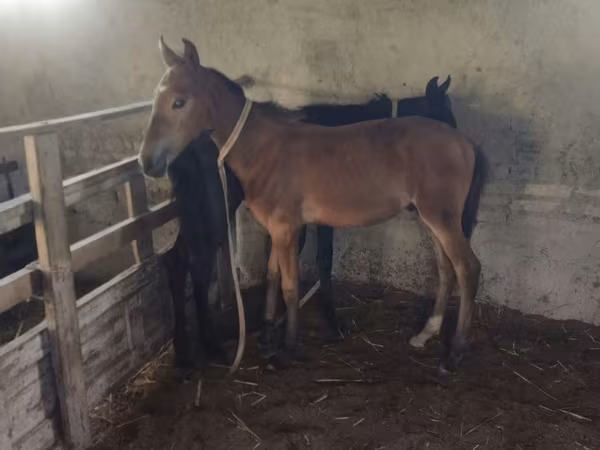 Horse (M), Horses