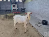 بز نر, Saanen goat — عکس 2