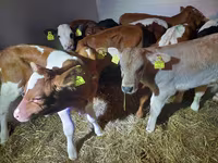 ხარი, Simmental cattle — ფოტო 3