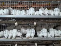 Quails — الصورة 1