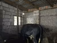 Lembu jantan, Cattle — foto 2