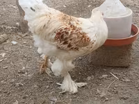 Brahma — foto 5