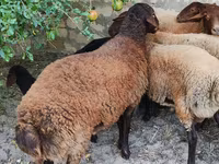 Wad, Sheep — sawirka 5