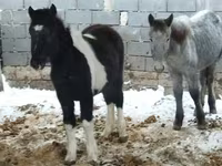 Hingst, Heste — foto 1