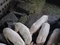 Süldőanya, Sertések — 2. fotó