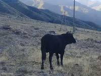 Lembu jantan, Aberdeen-Angus — foto 1
