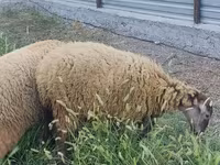 Bélier, Moutons — photo 4