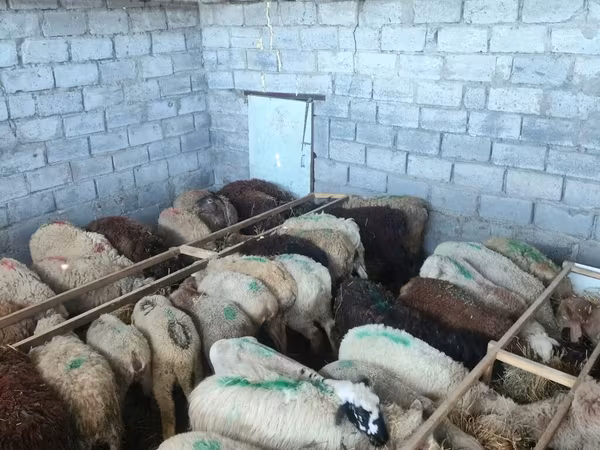 Sheep, Sheep