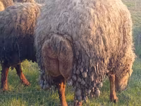 قوچ, گوسفند — عکس 3