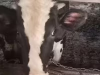 گاو نر, Russian Black pied cattle — عکس 1