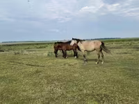 Cavallo, Cavalli — foto 2