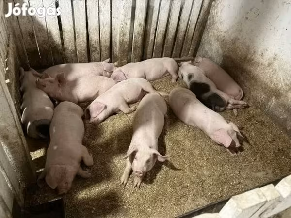 Krmača, Свиње