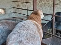 Қошқар, Arashan sheep — 6-сурет