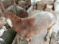 Vædder, Arashan sheep — foto 1