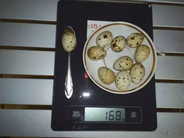 Quails — Rusia