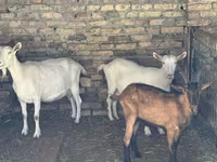 பெண் வெள்ளாடு, Saanen goat — புகைப்படம் 2