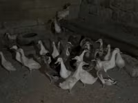 Geese — फ़ोटो 6