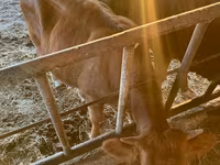 Ko, Simmental cattle — foto 6