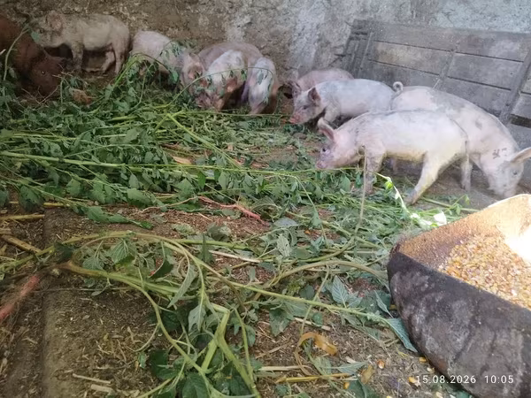 नर सूअर, सूअर — मॉल्डोवा
