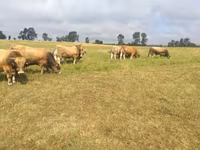 Byk, Aubrac cattle — zdjęcie 4