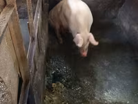 Locha, Świnie — zdjęcie 5