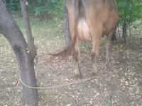 گاو ماده, Swiss cattle — عکس 4