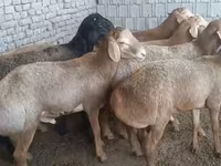 मेढ़ा, Edilbay sheep — फ़ोटो 1