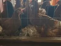 Chickens — foto 2