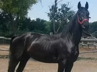 Yegua, Friesian — foto 4