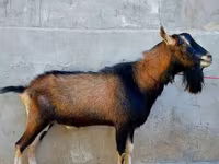Koza, Alpine goat — zdjęcie 3