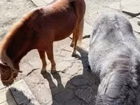 Kuda betina, Horses — foto 1