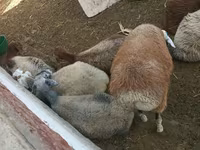 بھیڑ, بھیڑیں — تصویر 1
