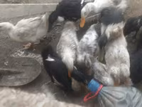 Ducks — foto 4