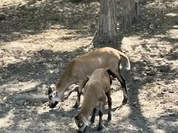 Billy Goat, Goats — Hungary