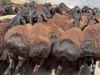 قوچ, Rhon sheep — عکس 7