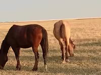 اسب نر, اسب — عکس 5