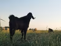 Արու այծ, Այծեր — լուսանկար 2