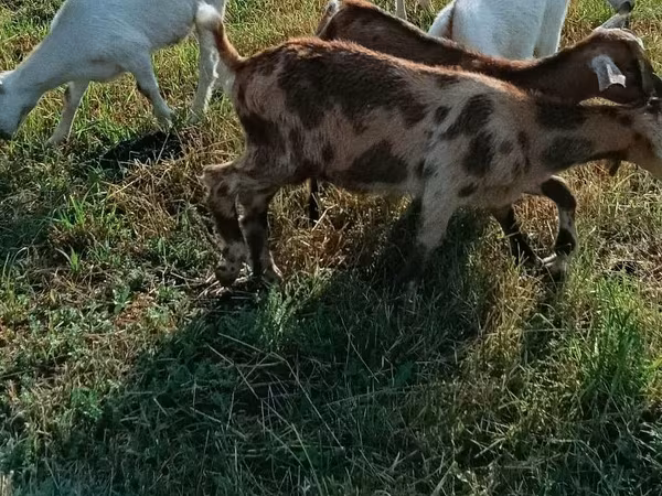 Goat, Goats — Moldova