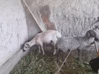كبش, الأغنام — الصورة 2